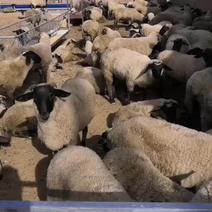 品种羊纯种萨福克
