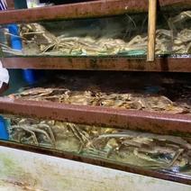 马加丹长脚蟹，松叶蟹，规格1.5-3斤，可空运