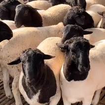 黑头杜波绵羊种公羊，澳洲白绵羊，杜寒杂交小尾寒羊，发货