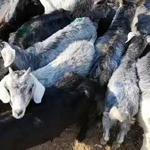 青山羊羊羔鲁西南青山羊种公羊国宝青山羊多胎多羔全国发货