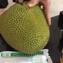 广东化州特产珍珠菠萝蜜，个头圆身，皮薄肉厚，干包