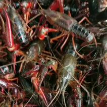江苏泰州兴化小龙虾，清水塘养殖，鲜美饱满，欢迎采购！