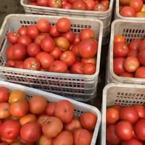 硬粉西红柿大量上市，需要的赶紧