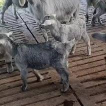 青山羊狗羊鲁西南国宝青山羊，多胎多羔好饲养青山羊种公羊，