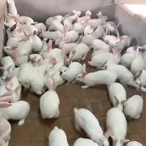 伊拉兔肉兔比利时兔公羊兔，适合全国各地饲养，包技术包回收