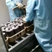 专业生产黑皮鸡枞菌包