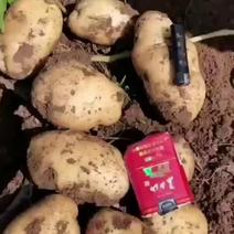 土豆豆