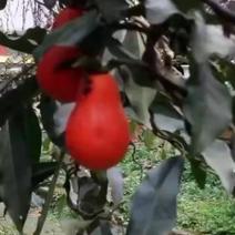 金弹子盆景，大红葫芦果互拍视频里面有果果红了的图片