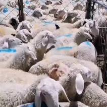 羔羊丶绵羊丶育肥羊丶屠宰羊丶山羊、怀胎大母羊
