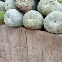 白皮冬瓜，量大，四五斤起步