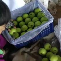 美八苹果大量现货出售产地直销保质保量价格便宜