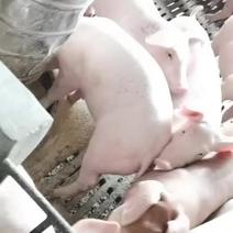 长期供应小猪活泼健康，疫苗接种已做好，百分比漂亮。