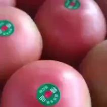 甘肃省硬汁西红柿大量上市，品质保证，量大从优，可视频看货
