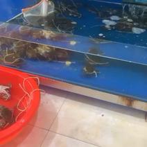 青蟹，小青蟹，肉蟹，小肉蟹，青蟹，肉蟹，肉蟹青蟹
