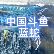中国斗鱼养殖基地，接受各地，水族馆，鱼商合作