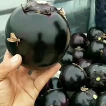 精品紫圆茄