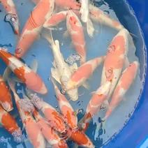 锦鲤观赏鱼大号尺寸规格齐全红白大正昭和三色可池养缸养