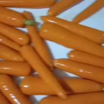 三红胡萝卜货量充足福建直售品质保证可视频
