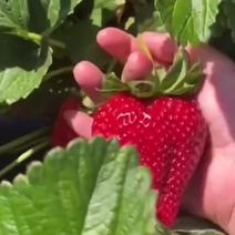 四季草莓苗品种多产量大利润多