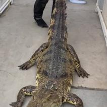 鳄鱼活体20-30斤100斤鳄鱼活体全国发货到家