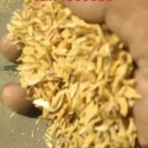 米厂直供大量压缩稻壳打包稻壳谷壳除尘过筛稻壳
