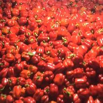红黄彩椒全国发货
