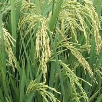 晚中稻长粒英米。自产六百吨。
