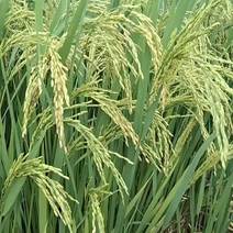 晚稻杂交长粒二佰吨。自产。