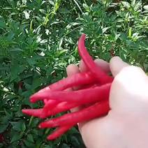 自家种的朝天椒个头均匀颜色鲜红