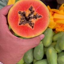 广西冰糖红心木瓜一件自有基地种植