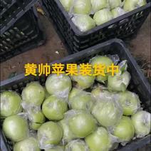 晋州黄元帅青苹果大量上市，果面干净口感酸甜，货源充足交通