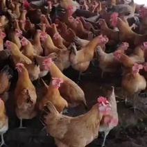 安徽六安树林散养八个月黄油老母鸡