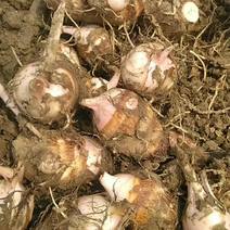 百亩红牙芋头上市了，自家种植，货源充足