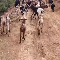 贵州黑山羊，肉羊，群羊应有尽有，几天忙的都没有发个视频，