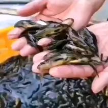 黄颡鱼苗合作养殖包回收，免费提供精品鱼苗