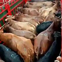 贵州土牛需要买牛的可视频，质量保证，量大从优