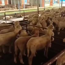 杜波，萨福克，湖羊常年供应各个规格种公种母羊