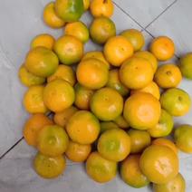 汉中城固早熟蜜橘已经上市颜色金黄