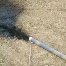 焠火轮强力吸粪泵污水泵抽粪泵养殖场家用直吸泵