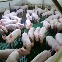 外三元小猪，仔猪，保育猪，二次育肥，肥猪，小母猪，黑仔猪