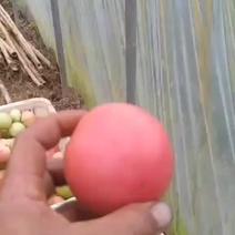 本地自己种大棚粉果番茄