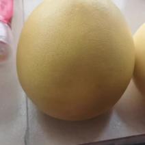 梅州柚子