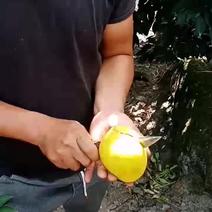 云南籽脐橙上市无污染水果现摘现原则新鲜水果。
