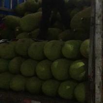 海南青皮菠萝，市场大果，量大
