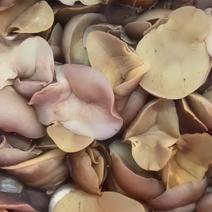 鲜活猫眼螺，玉螺，沙螺，扁螺香螺，每天吐沙现发