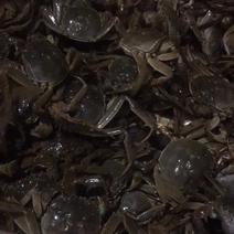 洪泽湖自己家的蟹塘养殖的大闸蟹，可批发，可零售，
