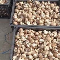 卢氏县鲜香菇808，花菇百分之八十以上，通货，选货俱可