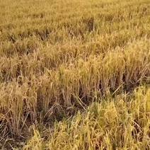 自产再生稻大米：不施化肥，不打农药。好吃不要菜。