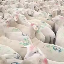 澳寒杂交羊成年羊，小羊，大量现货全国