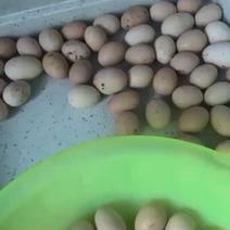 土鸡蛋10块一斤